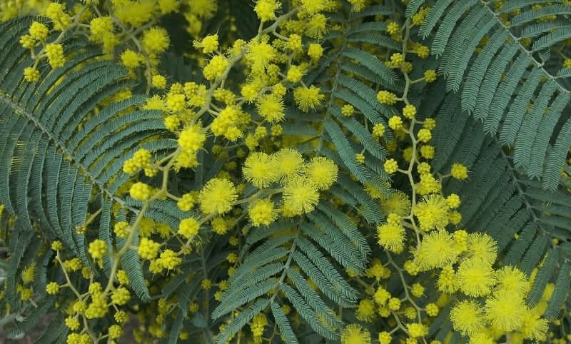 dia da ecologia